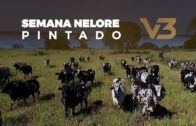 SEMANA DE LEILÕES NELORE V3