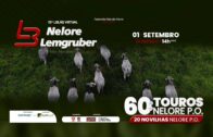 72º LEILÃO NELORE LEMGRUBER – FAZ.MUNDO NOVO – EDIÇÃO MATO GROSSO