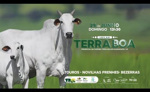 LEILÃO TERRA BOA 2025