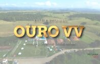 XIII EXPONEL OURO VV