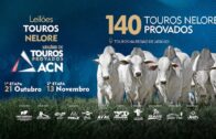 LEILÕES DE TOUROS PROVADOS ACN