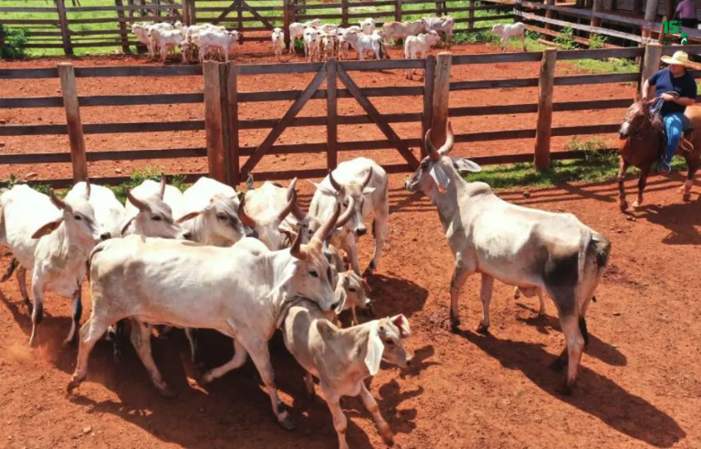 São Paulo lança programa de melhoramento genético da raça Guzerá com foco em produtividade e corte