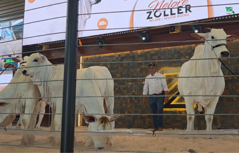 Leilão Nelore Zoller abre o calendário de leilões de 2026 e movimenta R$ 18 milhões em Campo Grande